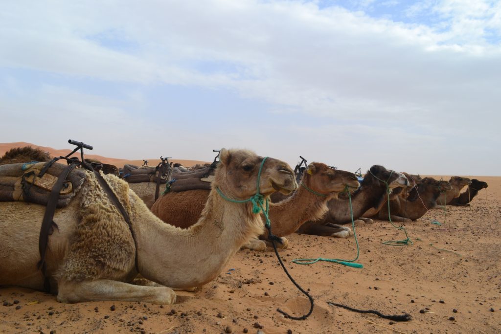 6 días Zagora Erg Chegaga desde Marrakech