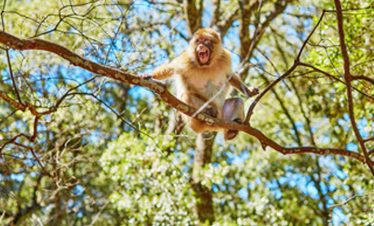 Ruta de 3 Dias desde Tanger al desierto via Marrakech