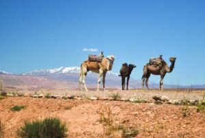 1 día desde Marrakech al desierto de Agafay