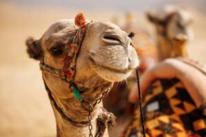 quanti giorni in Marocco